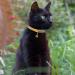 Tagme Personalized Cat Collar - Adjustable Safety Neck Band with Name & Phone 2-Pack Yellow (18-28 cm) - Perfect for Cats - Buy Online on GoSupps.com