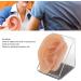 Ear Model Silicone Simulated Ear Model Ear Model with Display Stand Acupuncture Practice Tool for Piercing Display - Buy Online on GoSupps.com