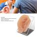 Silicone Human Ear Model with Display Stand - Acupuncture & Piercing Practice Tool - Buy Online on GoSupps.com