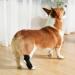 Dog Knee Brace 2-Pack Dog Leg Brace with Bimetallic Spring Bars Canine Rear Hock Support Protects Wounds Heals and Prevents Injuries and Sprains Helps with Loss of Stability Caused by Arthritis (M) - Buy Online on GoSupps.com
