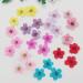 Pressed Flower for Resin - Small Plum Blossom Narcissus Dried Real Flower Nail Material - 100pcs/pack (Light Pink) - Buy Online on GoSupps.com