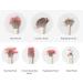 Makeup Brush Set Soft Bristles Powder Eye Shadow Brush for Cosmetic - Buy Online on GoSupps.com
