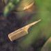 Blackbeard's Maple Wood Beard Comb for Perfect Upper Lip Mustache - Made in Germany - Buy Online on GoSupps.com