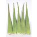 Buy Fresh Large Bio Aloe Vera Leaves 80 cm - EU Certified Barbadensis Miller for Skin Hair & Body | Anti-Aging 1 to 10 PCs Available - Buy Online on GoSupps.com