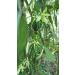 Premium Madagaskar Bourbon Vanilla Beans - Minimum 13 cm, Pack of 15 - Buy Online on GoSupps.com