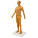 Acupuncture point body model exquisite craftsmanship high-resolution engraving PVC material practical accessories a stable basis for traditional acupuncture training and exercises