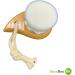 BamBoo-You Face Cleansing Brush to improve your skin appearance and make it smoother and soft a Perfect Cleaning Brush for you. - Buy Online on GoSupps.com