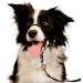 Voarge Dog Muzzle Head Halter Collar for Large Dogs (XXL) | Adjustable & Safety Strap for Easy Control | Small, Medium & Large Breeds - Buy Online on GoSupps.com