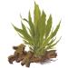Buy Tropica Microsorum Pteropus Java Fern - Healthy Aquatic Plants for Your Aquarium | Pot No. 008 - International Shipping Available - Buy Online on GoSupps.com