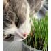 Cat Grass Barley 3 Pack by Cat FurNature - Buy Online on GoSupps.com