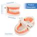 2Pcs Standard Teeth Dental Model Demonstration Teeth Model for Kids Dental Teaching Study Supplies - Buy Online on GoSupps.com