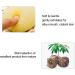 ESMOSEN Natural Konjac Facial Sponges - 3 Pc Set for Deep Cleansing and Gentle Exfoliation | Hypoallergenic, Safe for Delicate Skin - Buy Online on GoSupps.com