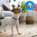 Daqusu 3pcs Natural Rubber Puppy Chewing Toys - 360 Oral Teething & Calming Rings for Small & Medium Dogs - Buy Online on GoSupps.com