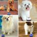 Slson Pet Training Bells - 2 Piece Set for Dogs & Cats - Potty Communication Door Bells with Large Button & Cat Pattern - White & Blue - Buy Online on GoSupps.com
