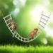 Premium Wooden Bird Ladder Bridge for Small Animals - Cage Accessories for Hamsters Parrots & More (112x15 cm) - Buy Online on GoSupps.com
