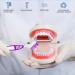 Hioph Denture Bath Box Denture Cleaner Toothbrush Case Denture Box with Rinsing Basket Denture Retainer Care Cleaner Cup Container for Travel Soaking and Cleaning Dentures Pink Pink 2 Piece Set - Buy Online on GoSupps.com