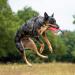 EzyDog Anti-Pulling Dog Harness - Adjustable Reflective Training Accessory for Small Medium & Large Dogs (XS 30-39cm Green) - Buy Online on GoSupps.com