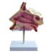 BuTkus Nasal Cavity Model Human Anatomy Nasal Cavity Models with Digital Labeled and Base for Learning and Understanding The Structure