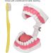 Vomeko Tooth Brushing Practice Model for Kids - Ideal Training Set with Brush - International Shipping Available - Buy Online on GoSupps.com