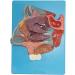 Nasal Cavity Model - Anatomical Nasal Cavity Model - Turbinate in The Lateral Wall of The Nasal Cavity Enlargement Model - Buy Online on GoSupps.com