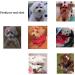 JOCXZI Pack of 15 dog hair bows dog hair accessories hair bows dog headdress for long hair pets dogs cats puppies 10 colours - Buy Online on GoSupps.com