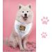 JXGZSO 1 Piece Cute Fall Dog Bandana Talk Turkey to Me Funny Thanksgiving Dog Bandana (Talk Turkey D CA) - Buy Online on GoSupps.com