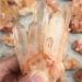 Room Decoration 200g-1000g Raw Natural Crystal Reiki Specimen Quartz Cluster Stone for Gift Crafts 1pc Great Choice for Home Decoration (Color : 1pc 530g-630g) - Buy Online on GoSupps.com