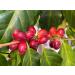 ARABICA BEANS ROASTED FAIR TRADE ORGANIC 250 g MOUNT HAGEN - Buy Online on GoSupps.com