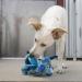 Buy KONG Dragon Knots for Medium/Large Dogs - Durable Knotted Ropes & Minimal Filling - International Shipping Available - Buy Online on GoSupps.com