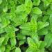100% Natural Ground Oregano Powder - 250g - No Additives Gently Dried & Ground - Buy Online on GoSupps.com