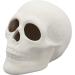 5x4 Inch Skull Ceramic Bisque - Paint Your Own Pottery Kit Included - Buy Online on GoSupps.com