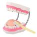 Mounw Healthy teeth brushing model 6-fold-enlarged tongue-mouth model for speech therapy child-toothing teaching demonstration model including toothbrush