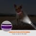 Taglory Purple XS Dog Collar - Soft Padded Neoprene & Nylon Adjustable & Reflective for Training - Perfect for Puppies - Buy Online on GoSupps.com