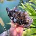 Gift Natural Crystal Aura Smoked Quartz Cluster Folk Rough Natural Crystal Stone ZJGIDTEM (Size : 300-350g) - Buy Online on GoSupps.com