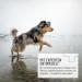 Reavet Green Lip Shell Capsules for Dogs - High-Dose Joint Support Tablets 300 PCS with Premium Green-Lipped Mussel Powder - Buy Online on GoSupps.com