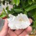 1pcs White Flame Aura Quartz Crystal Cluster Specimen Natural Stones and Minerals