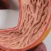 Human Digestive System Model - 3 Part Anatomical Display | Educational Tool for Anatomy Lessons - Buy Online on GoSupps.com