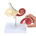 RONTEN Inner Ear Model - 8X Life-Size Medical Anatomy Model - Buy Online on GoSupps.com