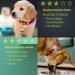 WHALEZON Airtag Cat Collar Holder Small Air Tag Dog Collar Holder Compatible with Apple Tag Anti-Lost Pet Tracker Cases Fit on Puppy Collars 3/8" 5/8" A3 Luminous Green Luminous Blue - Buy Online on GoSupps.com
