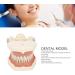 High-Quality 32 Teeth Dentist Typodont Model with Soft Gums | Perfect for Dental Training & Research | Verdant Touch - Buy Online on GoSupps.com