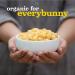 Annie's Organic Vegan Mac & Cheese Shells with Creamy Pumpkin Sauce - Non-Dairy, 6 oz (Pack of 12) - Buy Online on GoSupps.com