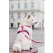 CHABA Medium Dog Harness - Anti-Pull Adjustable & Comfortable Step-In Design for Running - Classic Control Harness in Fuchsia & Pink - Buy Online on GoSupps.com