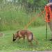 DogBone RealHide Deer Hide Drag for Tracking Dog Training - Buy Online on GoSupps.com
