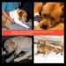 Nikou Dog Paw Protector Dog Leg Paw Joint Heals Sleeves Garter 1 Pair Front Legs Knee Pad Protector Pet Surgical Bandage Tape - Buy Online on GoSupps.com
