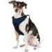Littlearth NCAA North Carolina Tar Heels Front Clip Pet Harness - X-Large - Buy Online on GoSupps.com