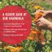 Boiron Calendula First Aid Cream 2.5 oz - Relief for Cuts, Scrapes, Chafing & Sunburn - Buy Online on GoSupps.com