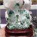 Natural Green Ghost Phantom Quartz Specimen +Wood Stand Room Decoration Stone Mineral Specimen - Buy Online on GoSupps.com