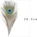 12 PCS Real Natural Peacock Eye Feathers 10-12 inch - DIY Craft & Wedding Decor - Buy Online on GoSupps.com
