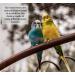 Millet Sprays x 10 Premium Cage Bird Food Seed Natural 10 count (Pack of 1) - Buy Online on GoSupps.com