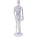 360 Rotatable Male Acupuncture Model 50cm - PVC Human Meridian & Acupuncture Point Training Aid - Buy Online on GoSupps.com